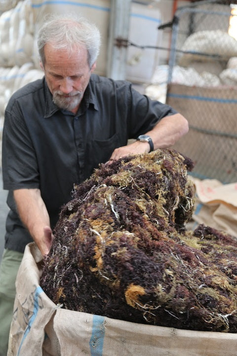 Pterocladia Lucida Dried Mixed Grade 100 Kilos
