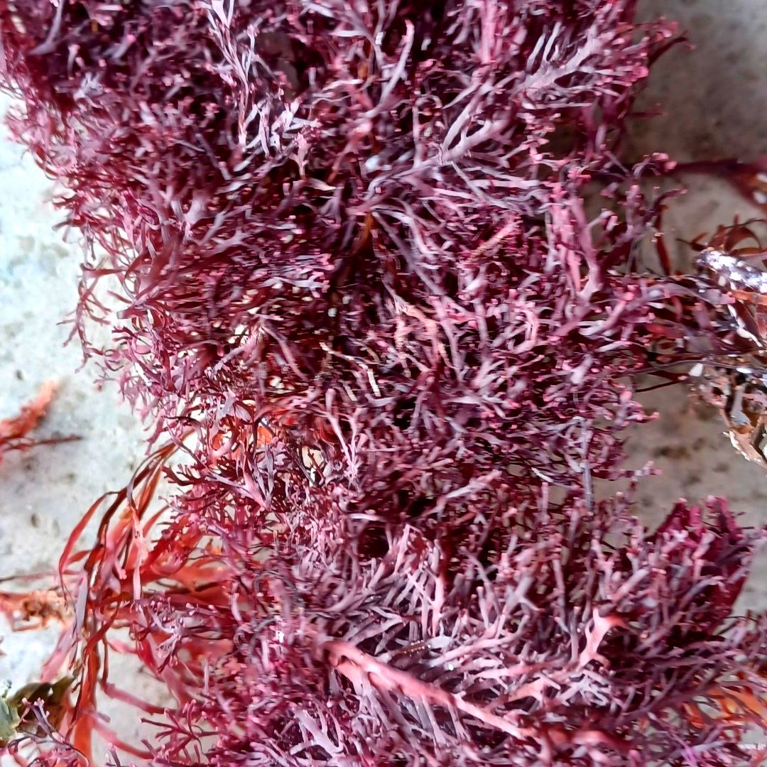 Pterocladia Lucida Dried High Grade 50 Kilos