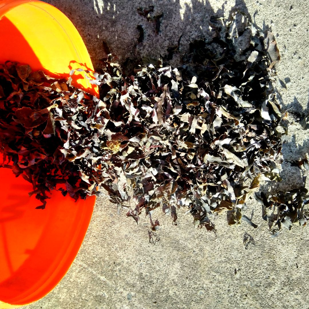 Mixed Brown Dried Shredded 5 Kilos