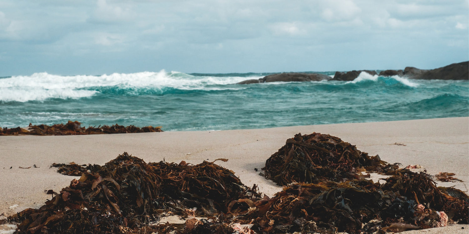 Bulk dried seaweeds