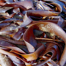 Load image into Gallery viewer, Bull Kelp Dried Chipped 5 Kilos
