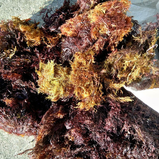 Pterocladia Lucida Dried Mixed Grade 5 Kilos