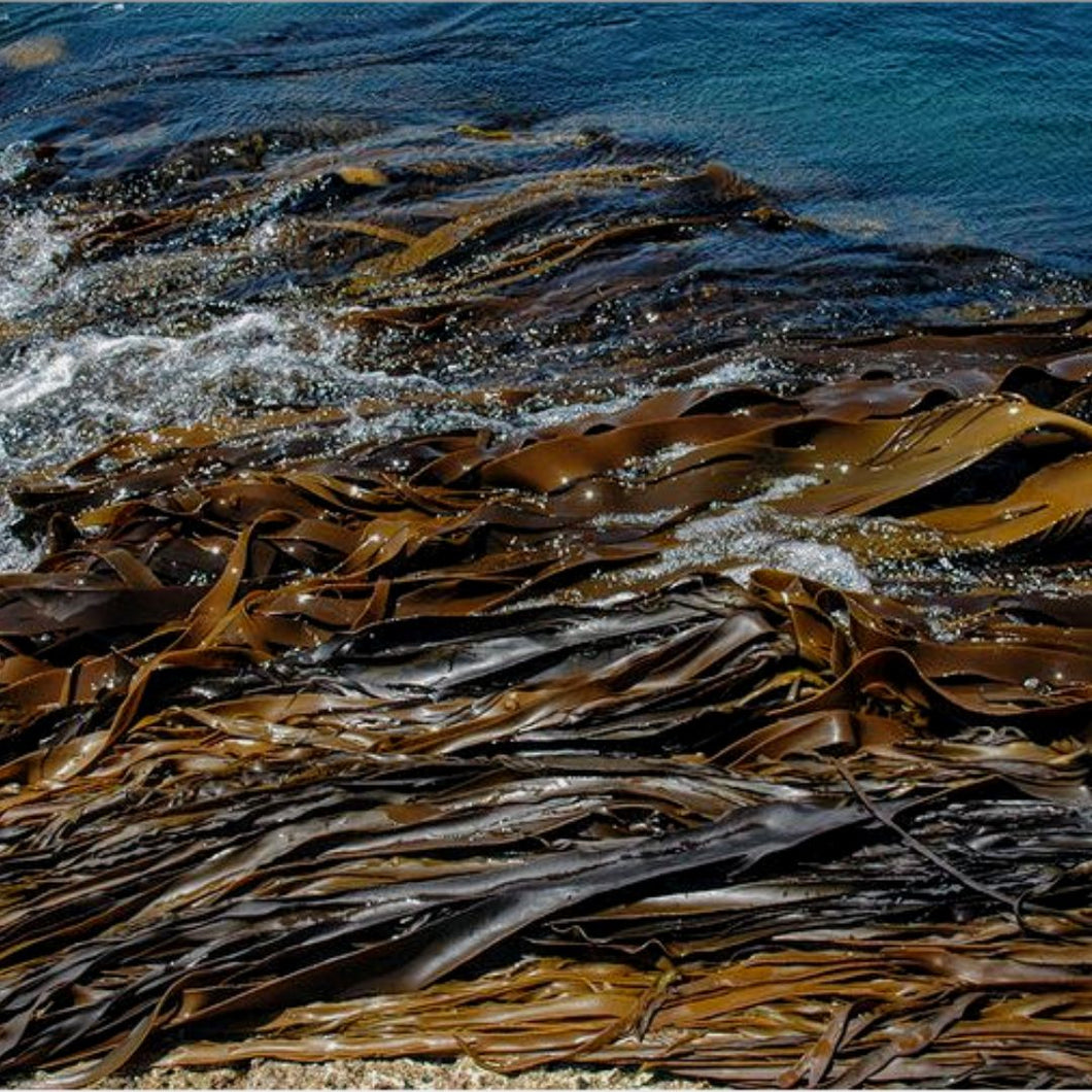 Bull Kelp Dried Chipped 5 Kilos