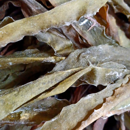 Lessonia Dried Whole 5 kilos