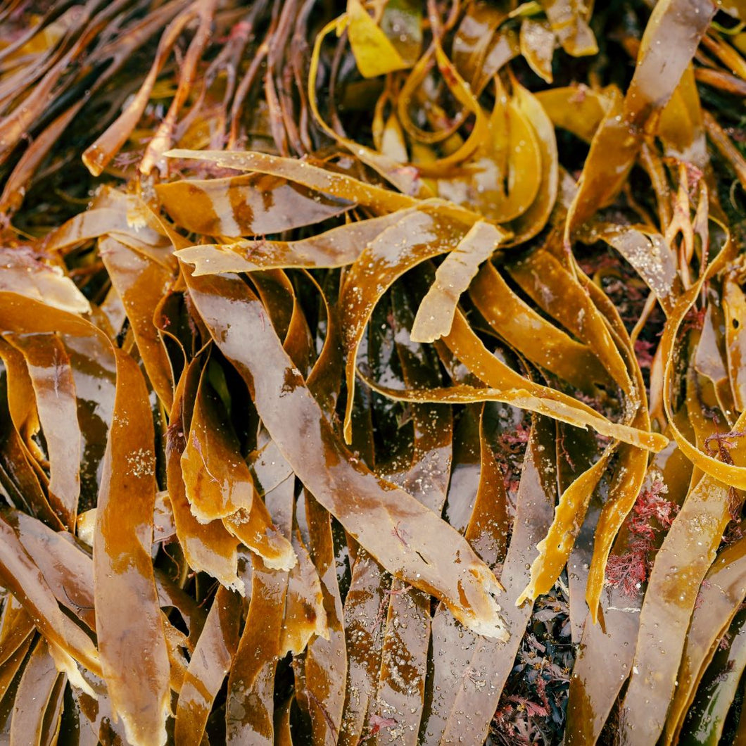 Lessonia Dried Whole 5 kilos