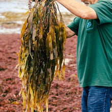 Load image into Gallery viewer, Lessonia Dried Whole 50 kilos
